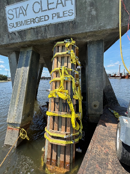 Jax Port Morring Dolphin